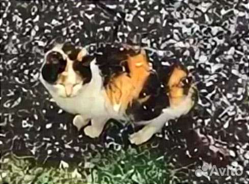 Трёхцветная красавица на счастье