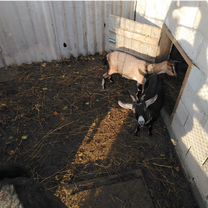 Коза дойная молочная