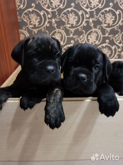 Щенки кане корсо