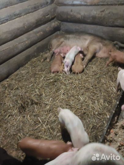 Поросята