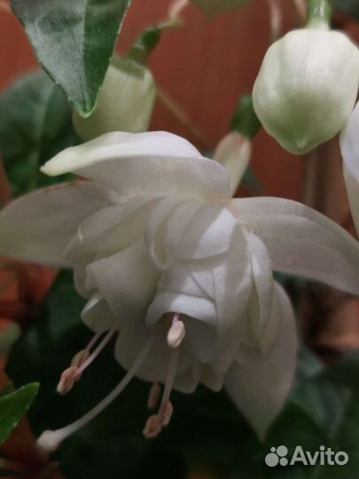 Черенки фуксии