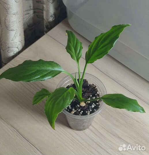 Спатифиллум Spilt milk гофра Пролитое молоко