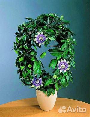 Пасифлора уличная