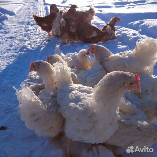 Куры несушки в ответственные руки