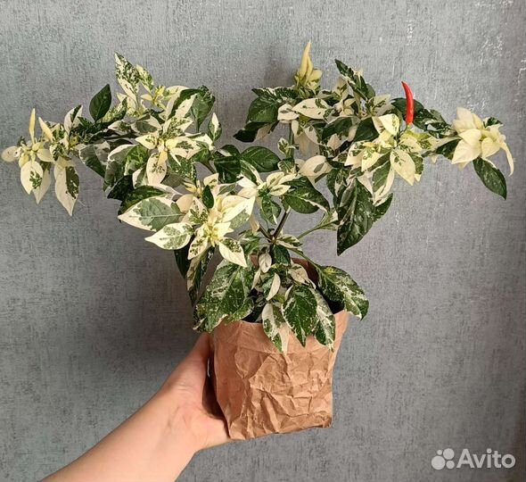 Острый перец комнатный