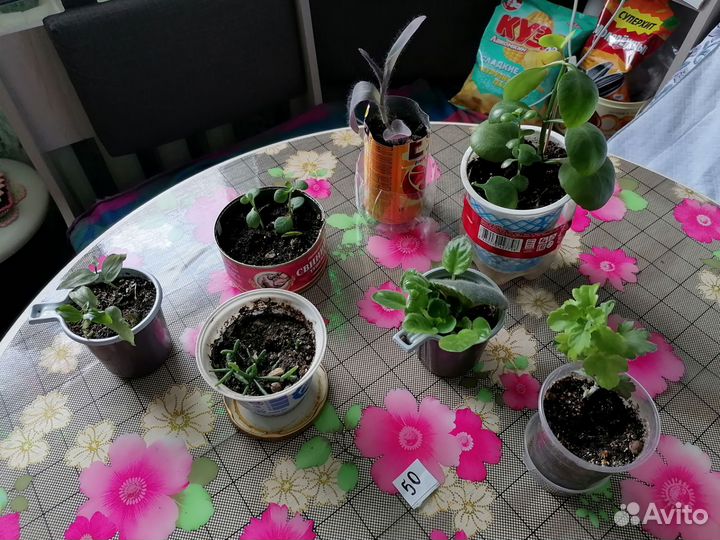 Комнатные растения