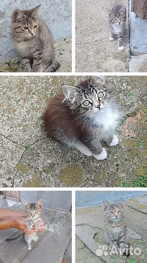 Котята в добрые руки