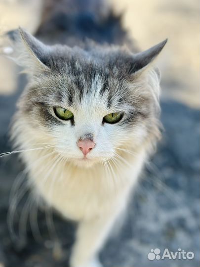 Кошка в добрые руки
