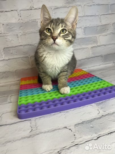 Котенок мушкетер Атос