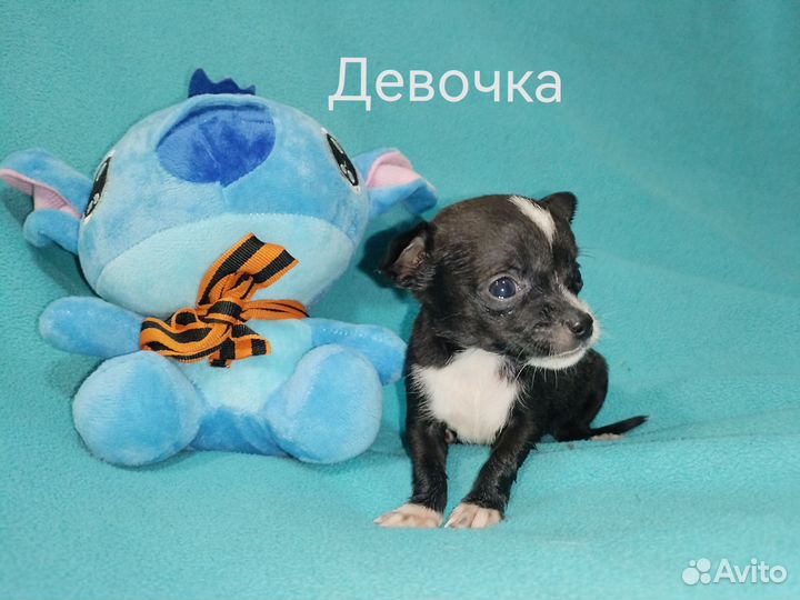 Щенки чихуахуа