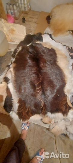 Шкура горного козло