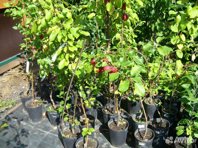 Яблоня.груша