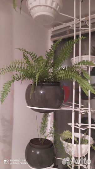 Папоротник комнатный