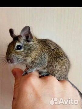 Чилийская белка дегу отдам бесплатно