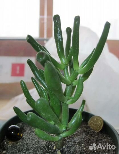 Крассула хоббит