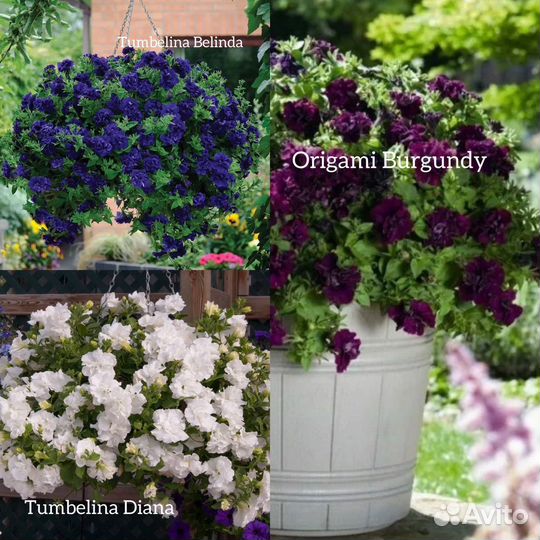 Вегетативная петуния