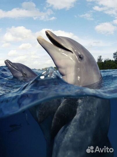 Морская прогулка встреча с дельфинами