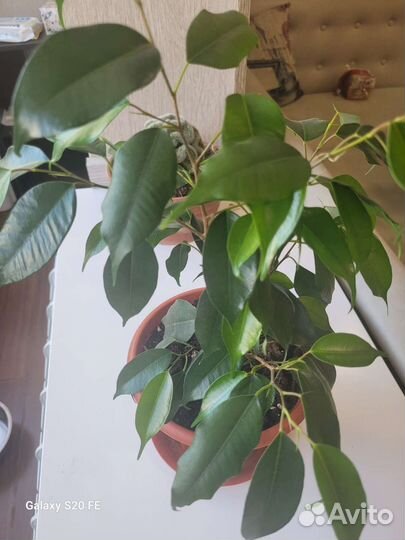 Фикус бенджамина Даниель