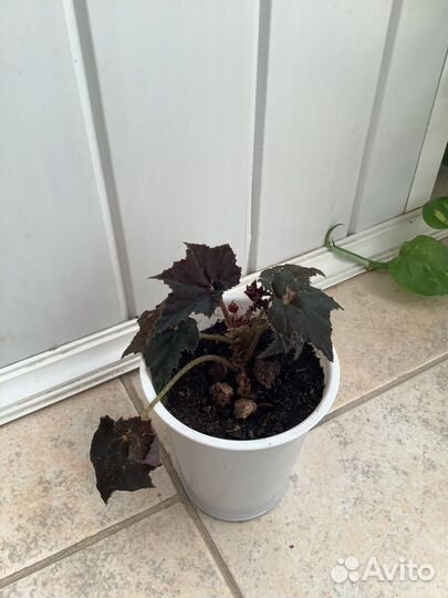 Бегония краснолистная