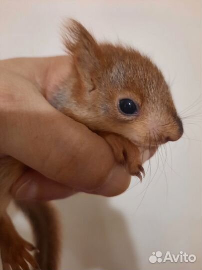 Белка бельчата ручные выкормиши