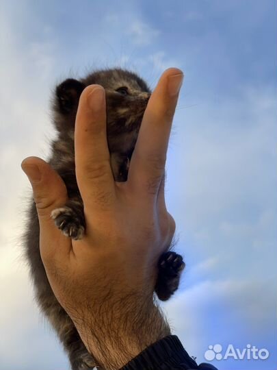 Вислоухие котята