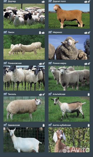 Племенные козы и овцы оптом из Европы