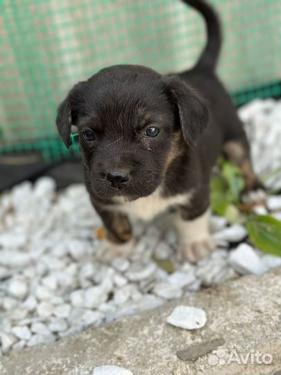 Собаки щенки