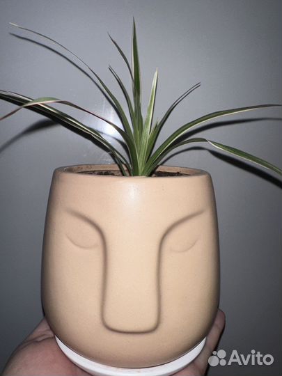 Драцена маргината