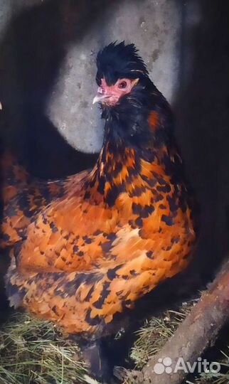 Цыплята породных кур