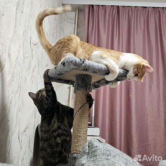 Кот белый рыжий