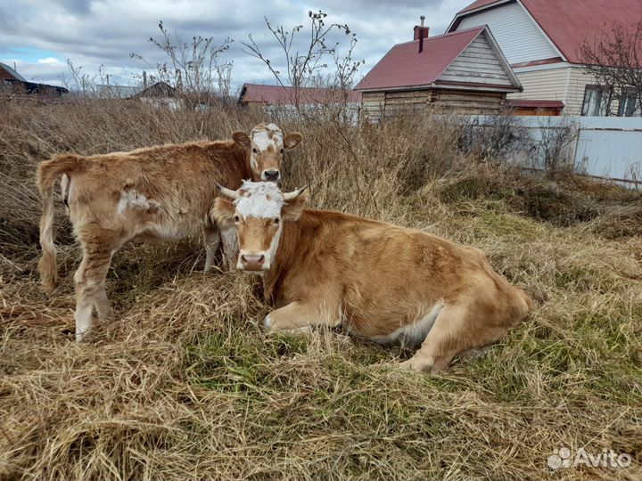 Корова и теленок