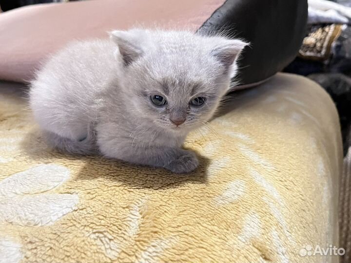 Шотландские котята