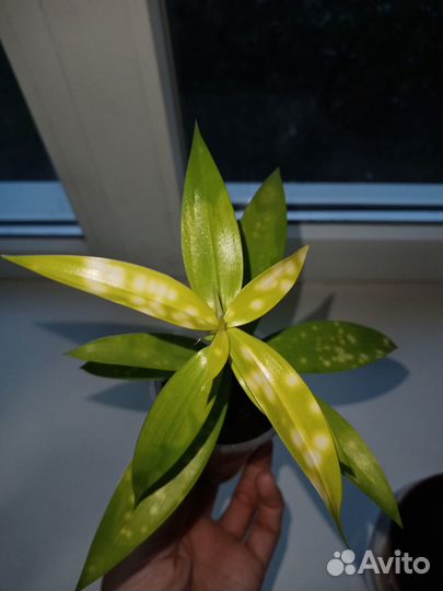 Комнатные цветы