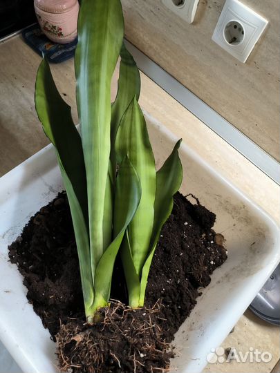 Сансевиерия муншайн, разная