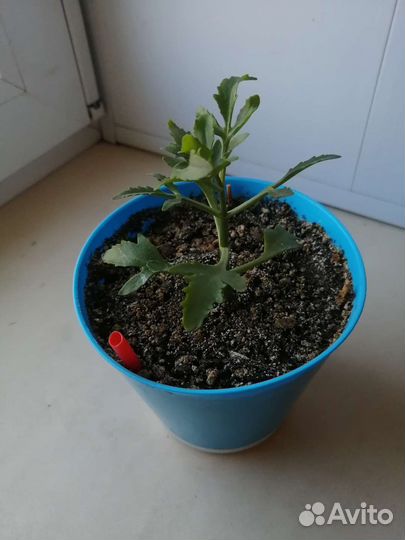 Комнатные цветы