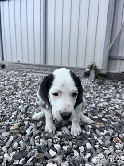 Щенки в добрые руки