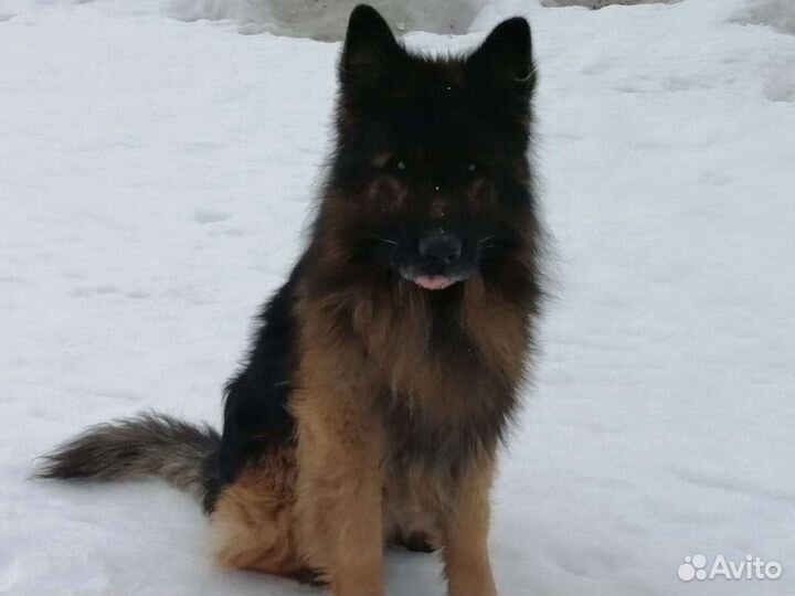 Кобель немецкой овчарки для вязки