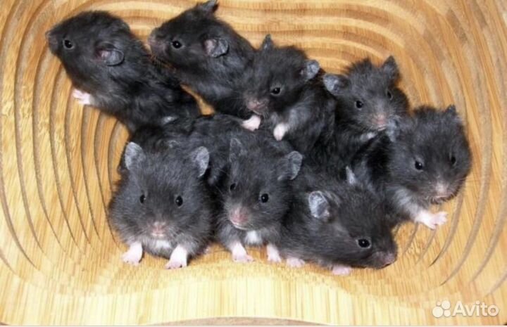 Сирийский хомяк