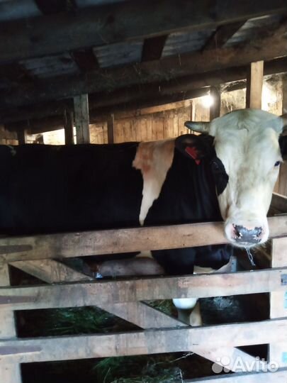 Быки на мясо