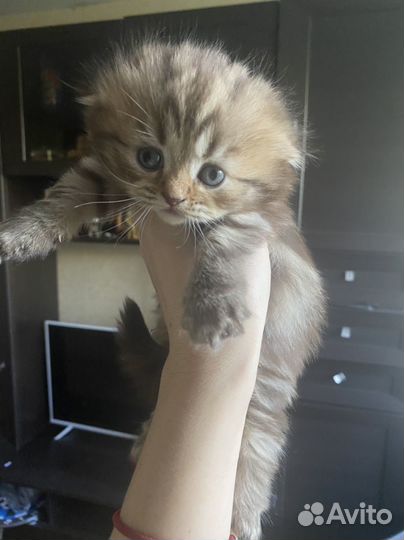 Шотландские котята