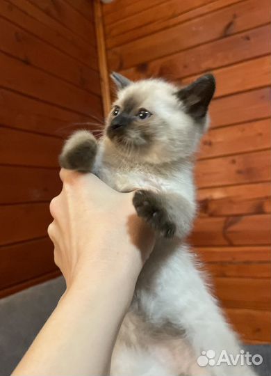 Тайские котята