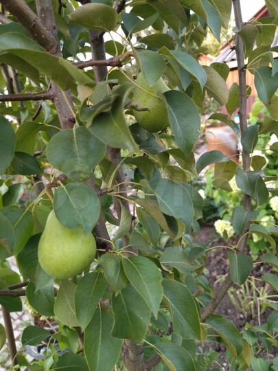 Дача 24 м² на участке 7 сот.