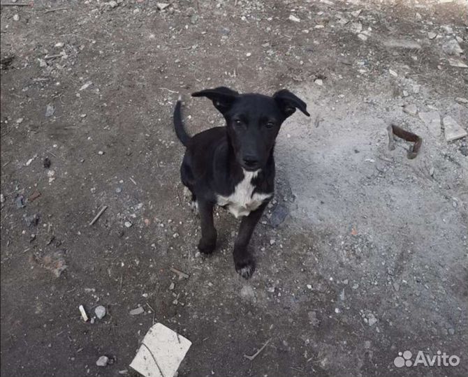 Собака в добрые руки