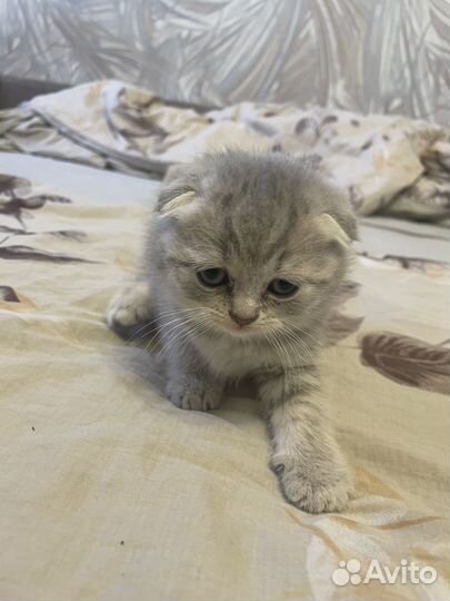 Продам шотландских котят