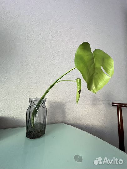 Монстера (детка)