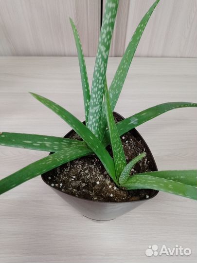 Комнатные домашние растения