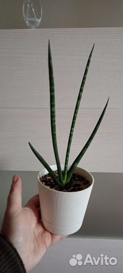 Замиокулькас