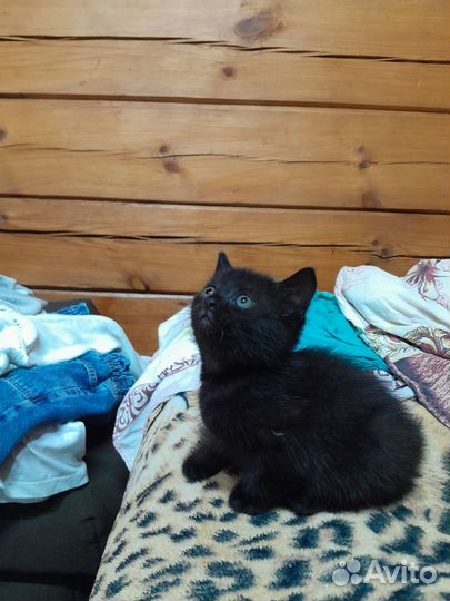 Британская