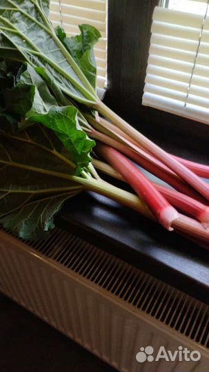 Чукрий Таджикий