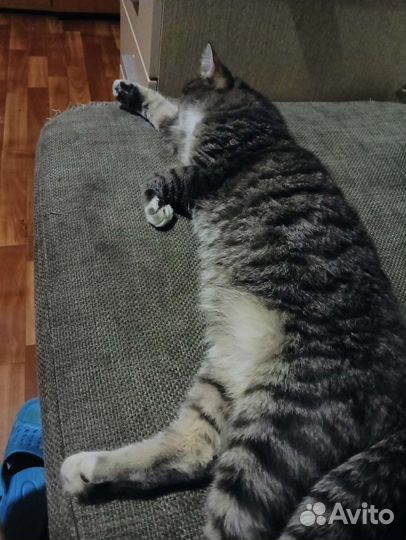 Британский кот на вязку